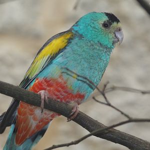 Golden-shouldered Parrot (Psephotus chrysopterygius), April 2016