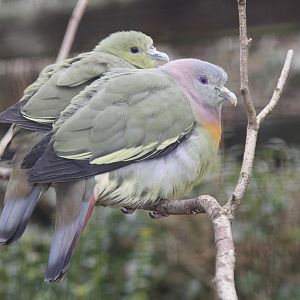 Pink-necked Green Pigeons (Treron vernans)
