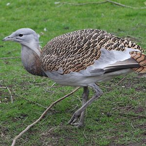 Great Bustard (Otis tarda), April 2016
