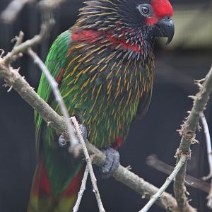 Yellow-streaked Lory (Chalcopsitta scintillata), April 2016
