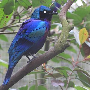 Splendid Glossy Starling (Lamprotornis splendidus), April 2016