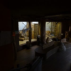 Zo Jihlava 04/2016; Sand cat / Fennec enclosure