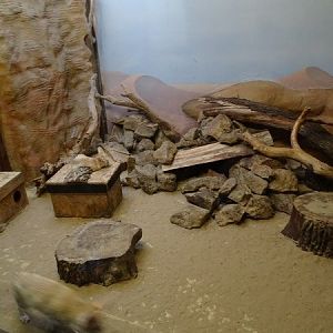 Zo Jihlava 04/2016: Fennec enclosure