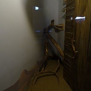 Zo Jihlava 04/2016; Male sand cat enclosure