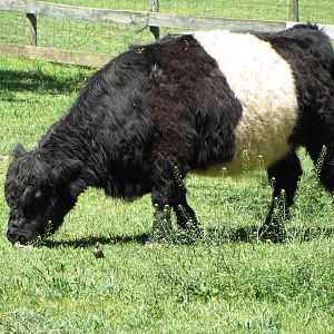 Belted Galloway