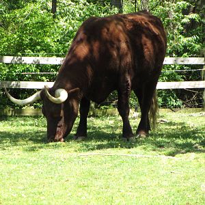 American Milking Devon