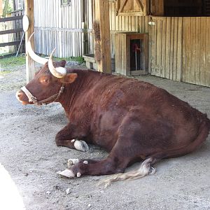 American Milking Devon