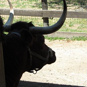 American Milking Devon Silhouette