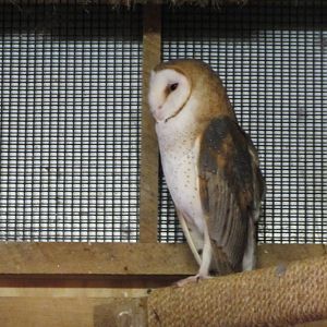 Barn Owl