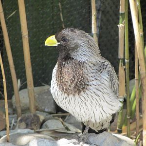 Western Plantain-eater