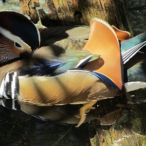 Mandarin Duck