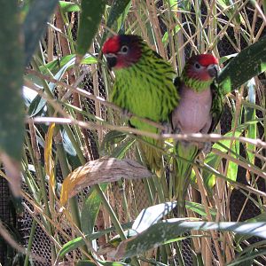 Goldie's Lorikeets