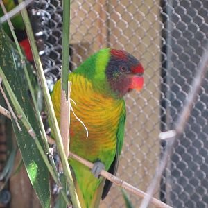 Lorikeet Hybrid