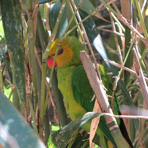 Olive-headed Lorikeet