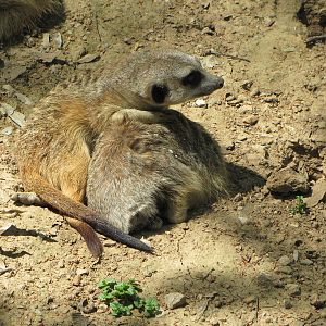 Slender-tailed Meerkats