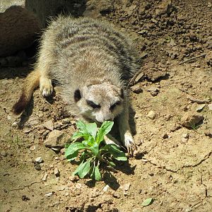 Slender-tailed Meerkat