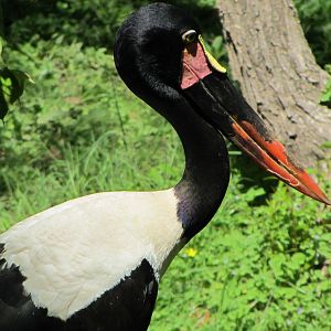 Saddle-billed Stork