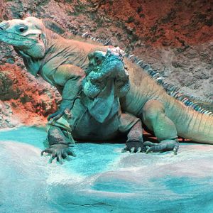Rhinoceros Iguanas