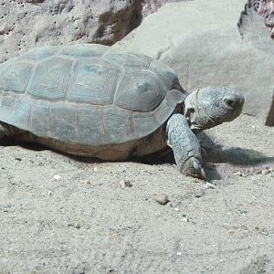 Desert Tortoise
