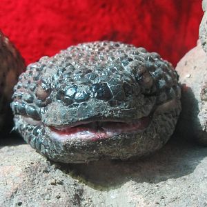 Beaded Lizard
