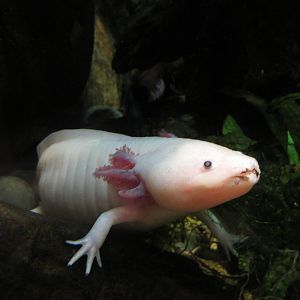 Axolotl