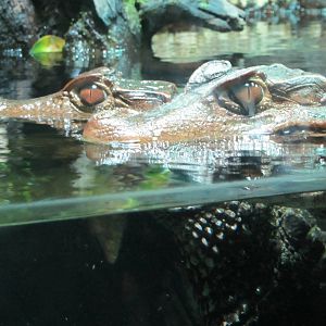 Dwarf Caiman