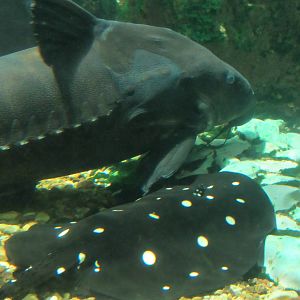 Ripsaw Catfish and White-blotched River Ray