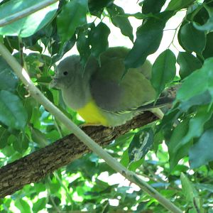 Bruce's Green Pigeon