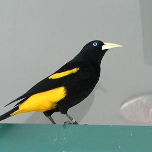 Yellow-rumped Cacique
