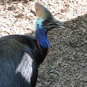 Southern Cassowary