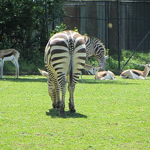 Grant's Zebra and Springbok Herd