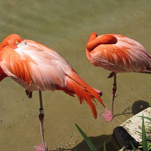American Flamingos