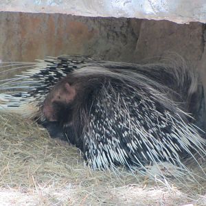 African Crested Porcupines