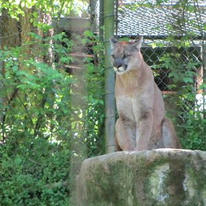 Perched Cougar