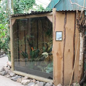 Enclosure Parson's chameleon