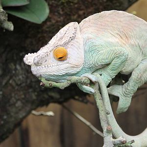 Parson's chameleon
