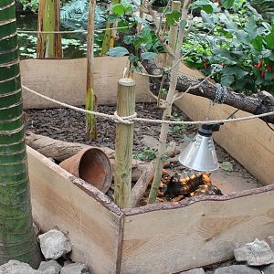 Enclosure Red-footed tortoise
