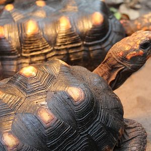 Red-footed tortoises
