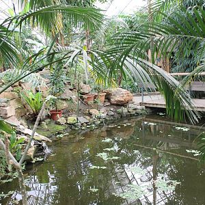 Pond and bridge in the Butterfly hall