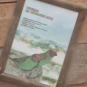 Sign Goldie's lorikeet