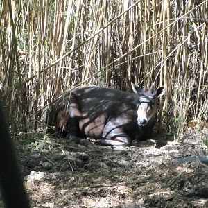 Yellow-backed Duiker