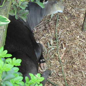 Yellow-backed Duiker