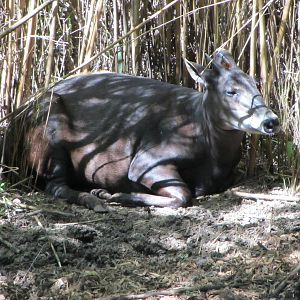 Yellow-backed Duiker