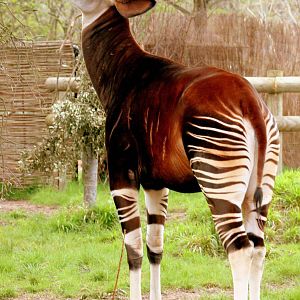 Okapi; London Zoo; 18th April 2016