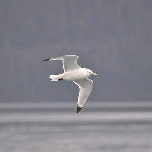 Black-legged Kittiwake - Alaska