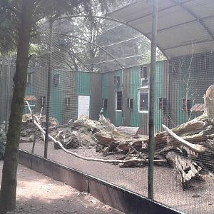 Aviary African grey parrot