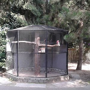 Aviary Galah