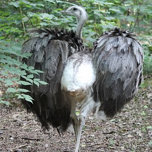 Common rhea