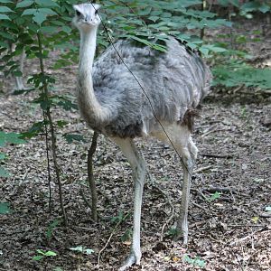 Common rhea