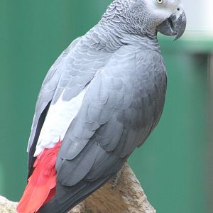 African grey parrot